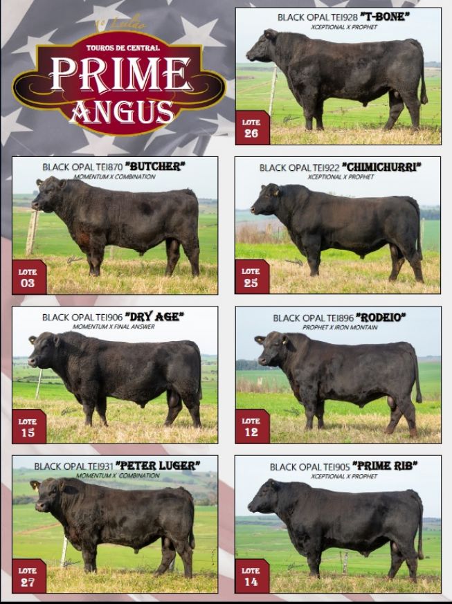 1º Leilão Prime Angus - Touros de Central