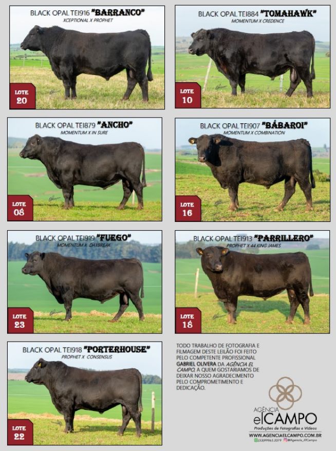 1º Leilão Prime Angus - Touros de Central