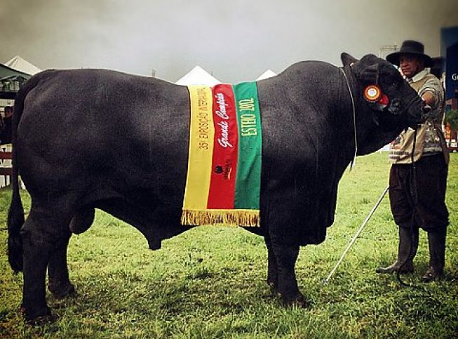 Grande Campeão Brangus_Expointer 2012