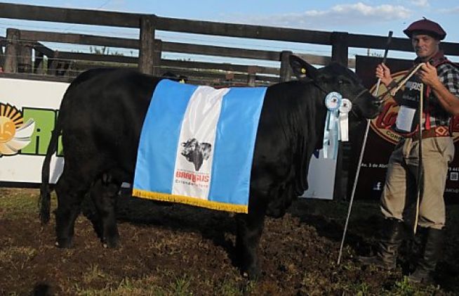 Expo Nacional Brangus Argentina 2013
