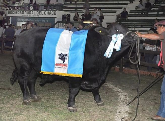 Expo Nacional Brangus Argentina 2013