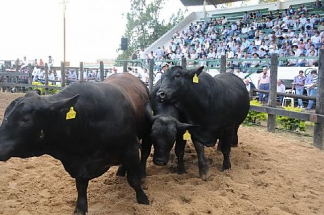 Expo Nacional Brangus Argentina 2013