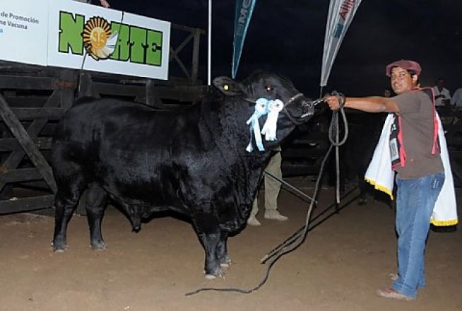 Expo Nacional Brangus Argentina 2013
