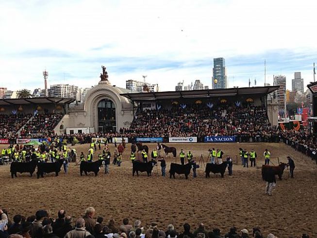 Final - Machos Angus Palermo 2013