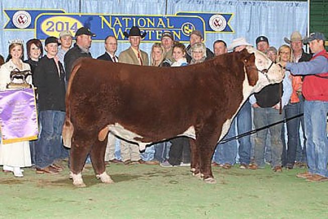 Grande Campeão Polled Hereford - Denver 2014