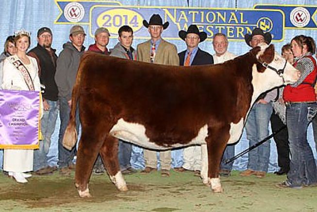 Grande Campeã Hereford - Denver 2014