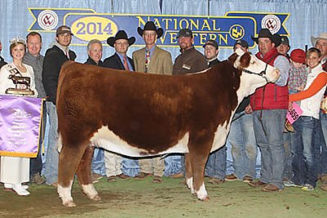 Grande Campeã Polled Hereford - Denver 2014