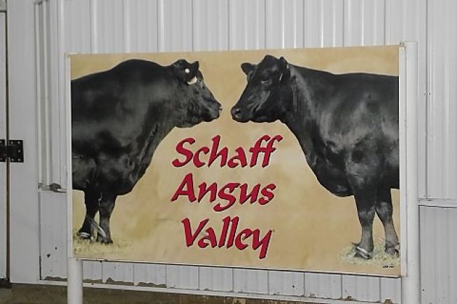 Schaff Angus Valley