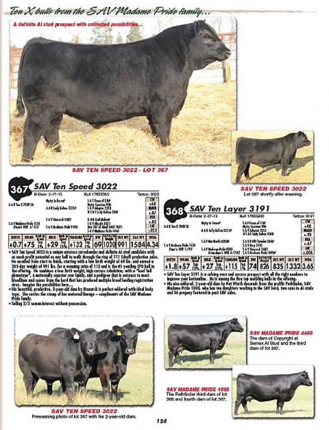 Lote 367 - SAV Ten Speed