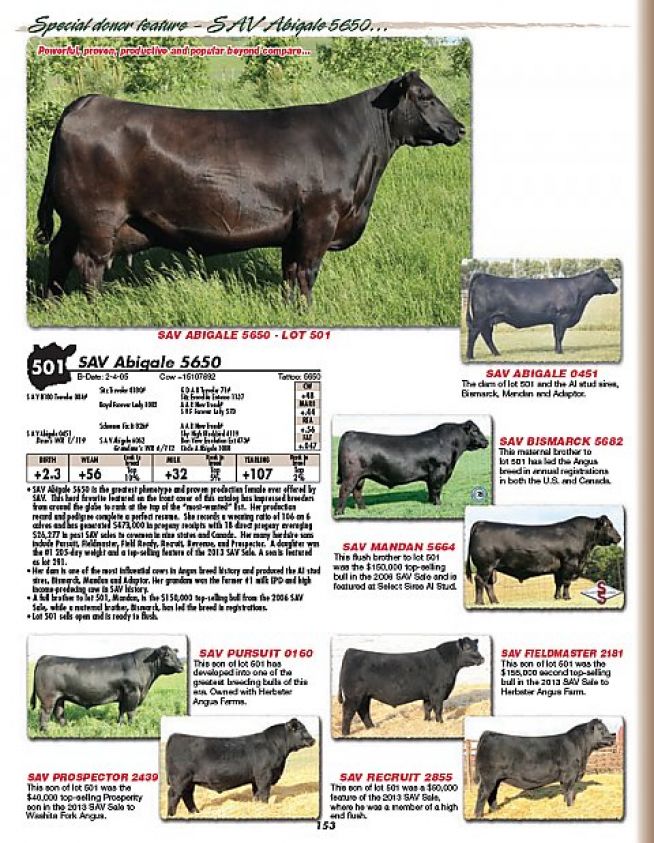 Lote 501 - SAV Abigale 5650