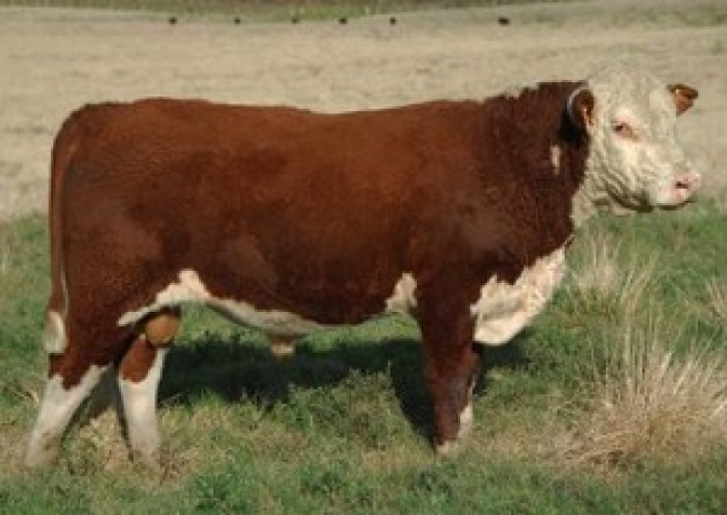 ASP C104 Pontaço SP5078