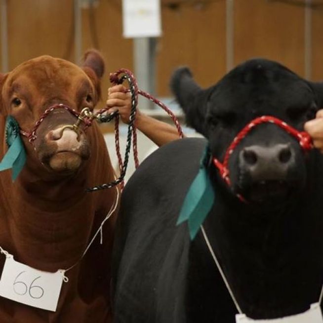 Angus na FENASUL 2014