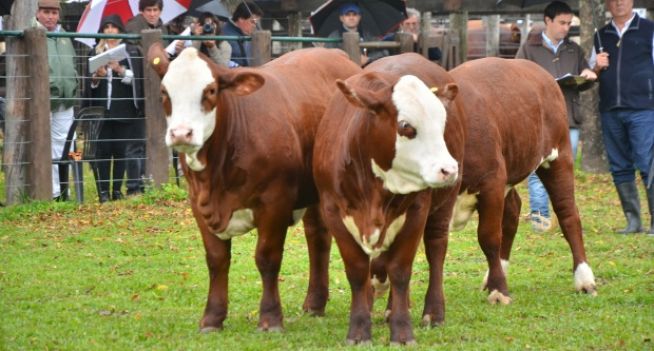 Expo Nacional Braford - Argentina 2014