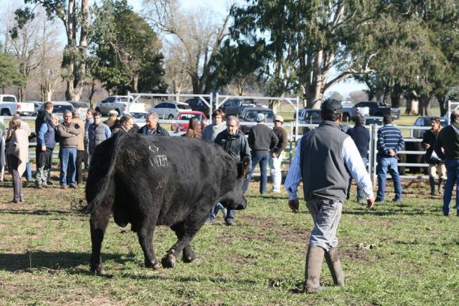Remate Surangus 2014