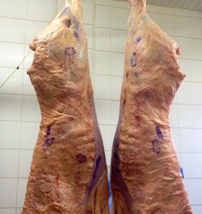 Concurso de Carcaças no Paraná