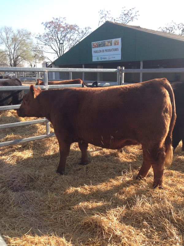 Remates AnGus Argentina (Agosto/2014)