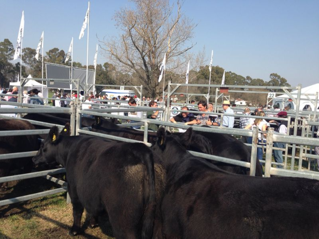 Remates AnGus Argentina (Agosto/2014)