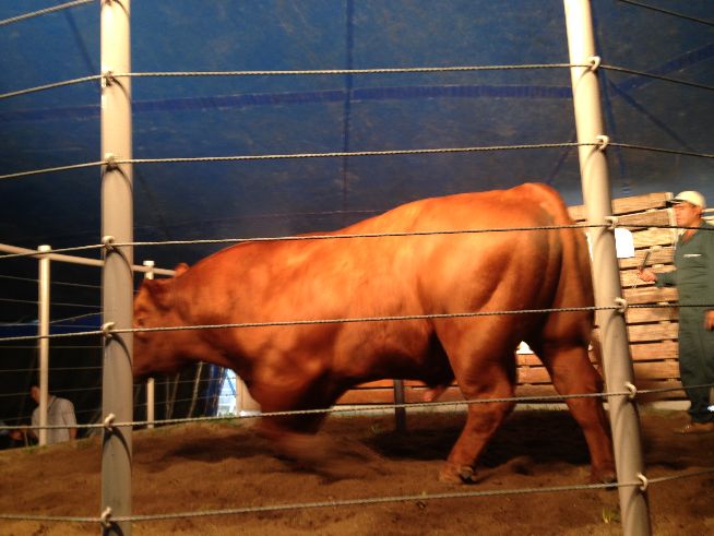 Red Angus CARRASCO