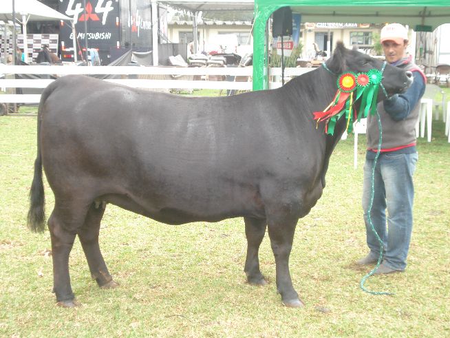 Grande Campeã - EPV Bárbara 1302 TE