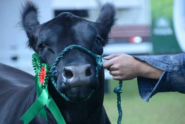 Expogua 2014