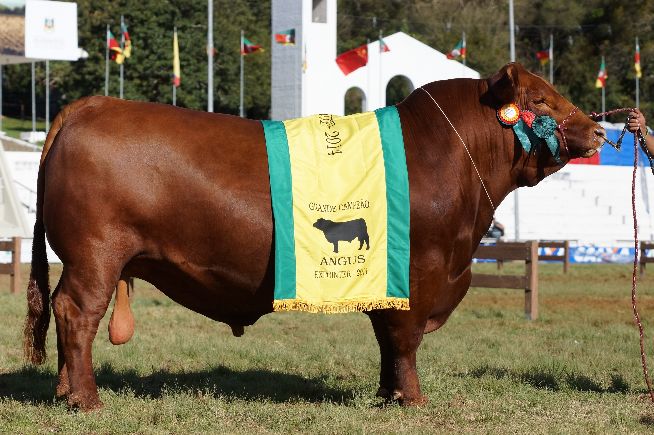Grande Campeonato de Machos da 37ª Expointer