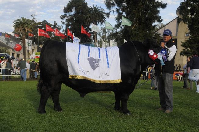 Grande Campeão ANGUS