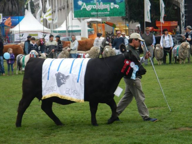 Grande Campeã ANGUS