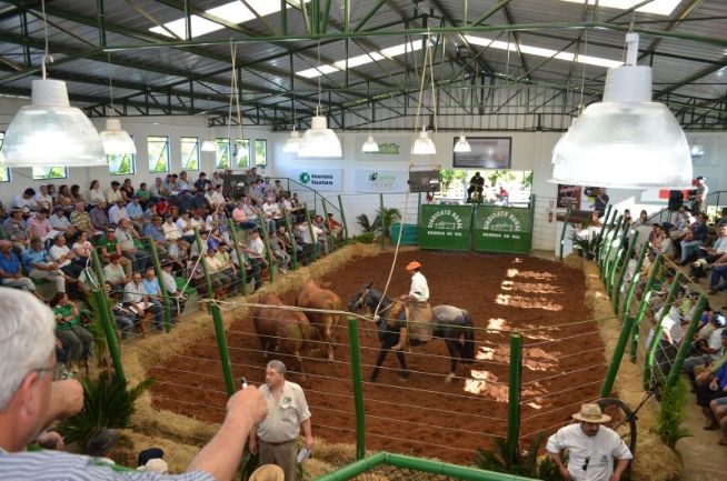 15º Criadores de Braford