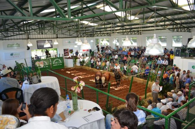 15º Criadores de Braford