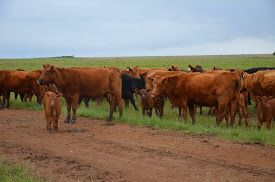 Beef Tour 2014