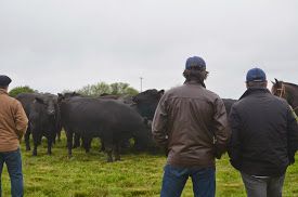 Beef Tour 2014
