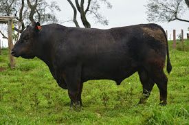 Beef Tour 2014