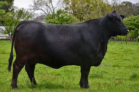 Beef Tour 2014