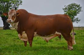 Beef Tour 2014