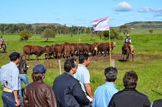 Beef Tour 2014