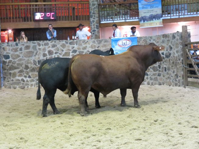 Red Brangus K42, vendido por R$ 21 mil para GAP Genética