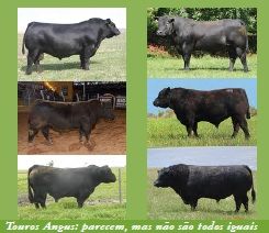 INSEMINAÇÃO ARTIFICIAL: Só emprenhar ou produzir mais e melhor?