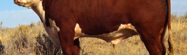 Medido en terneros, bajó el precio de los toros
