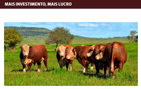 Hereford e Braford conquistam os campos brasileiros