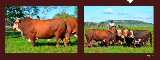 Hereford e Braford conquistam os campos brasileiros