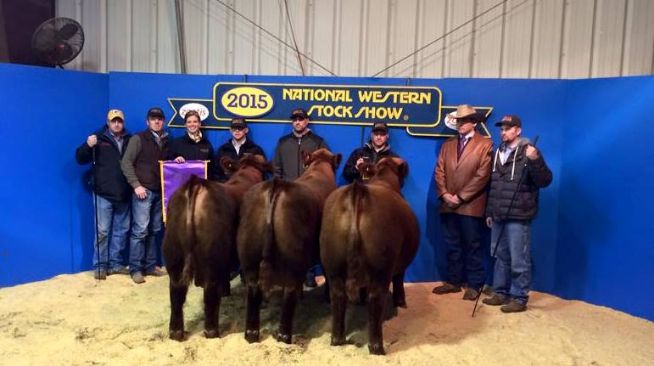 Grande Campeão - Pen Show - Weber Land and Cattle