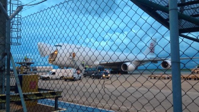 Brasil vende guzerá leiteiro por avião para o Senegal