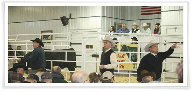 Schaff Angus Valley 112th Production Sale