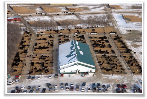 Schaff Angus Valley 112th Production Sale