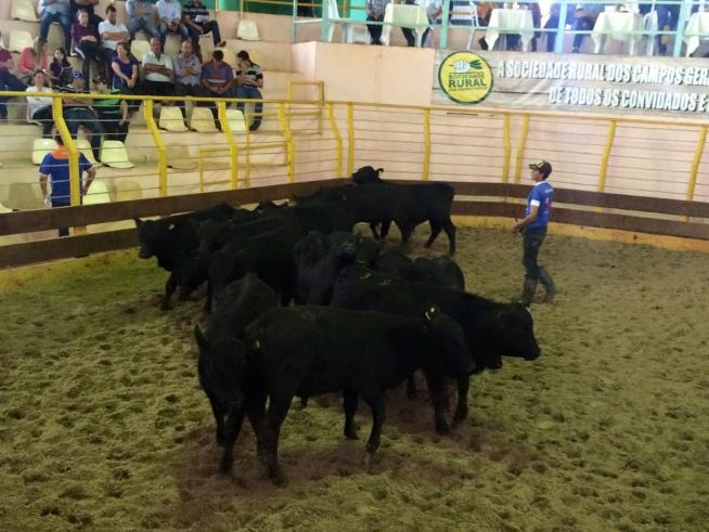 Leilão Grupo Araucária 2015