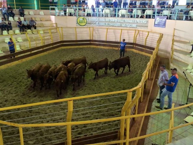 Leilão Grupo Araucária 2015
