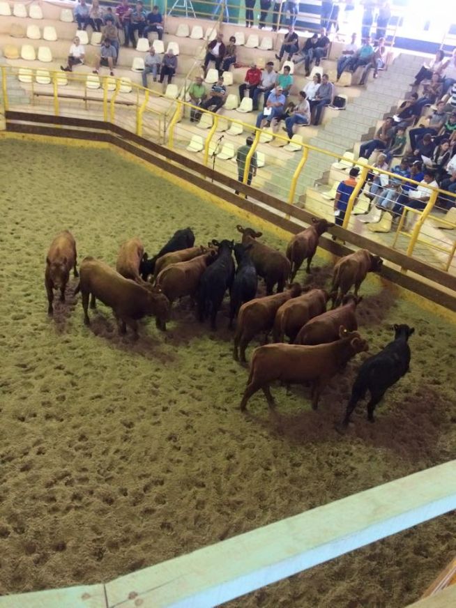 Leilão Grupo Araucária 2015