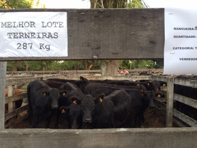 MELHOR LOTE TERNEIRAS : brinco 52, pesando 286, cruza Limousin x Angus, de Edgar Ferreira Lima
