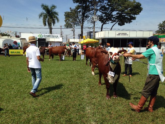 Julgamento Braford na Expo-Londrina 2015