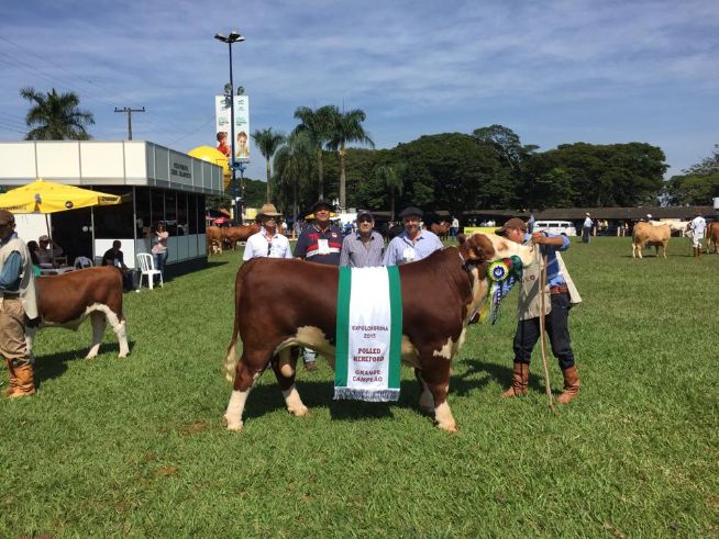 Grande Campeão Polled Hereford, Cabanha São Fernando